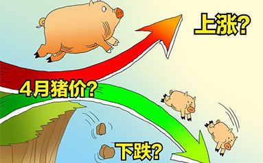 猪价波动企业受损：熨平“猪周期” 生猪期货来帮忙