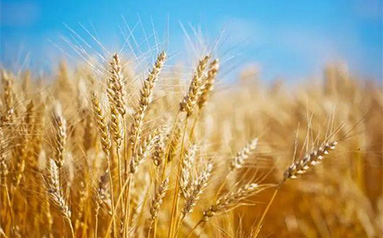 今年小麦有望实现“三增”，收购准备基本就绪