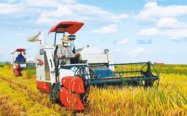 中国在非最大水稻种植项目再迎丰收 当地农民收割水稻