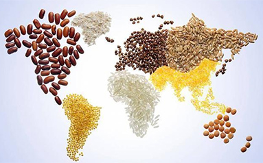 联合国粮农组织：全球粮价上涨至近十年高点