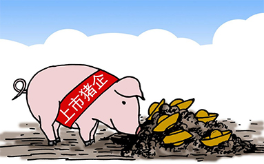 生猪期价创历史新低 头部猪企销售分化