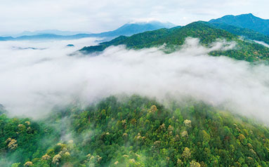 福建三明推出林业碳汇商品化新形式