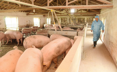 农业农村部加快制定生猪产能调控实施方案