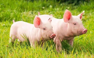 农业农村部：打造生猪、家禽两个万亿级产业