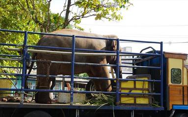 探訪科倫坡“納瓦姆月圓節”游行大象營地