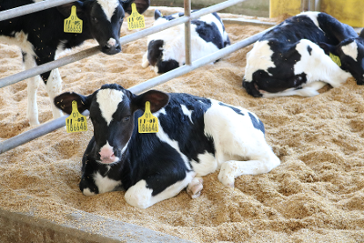现代牧业获《农场动物福利产品》认证，三只小牛带来幸福奶味