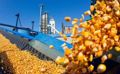 玉米价格飙升 国内市场保供双向发力
