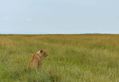 肯尼亞馬賽馬拉國家保護區掠影