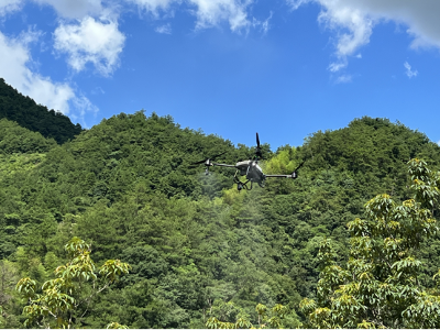 黃山歙縣：山核桃乘上了“無人機”綠水青山結出致富“金果果”