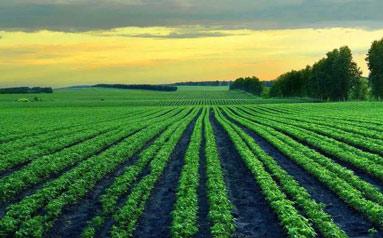 黑土地保护法正式实施严格耕地用途管制