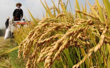 农业农村部：精准施策全力稳住南方秋粮生产