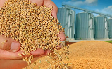 粮农组织：多重因素助推9月国际粮价上涨