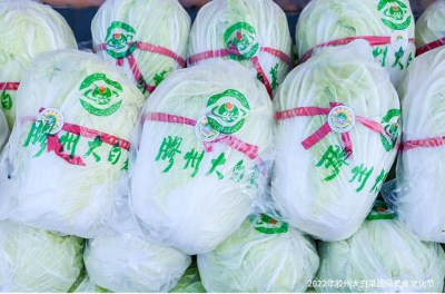 唱响乡村振兴“重头戏” 2022年胶州大白菜国际美食文化节启动