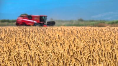俄农业部长：俄今年粮食收成超过1.59亿吨