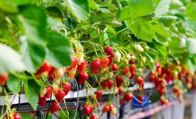 让草莓更美味，让农民更增收