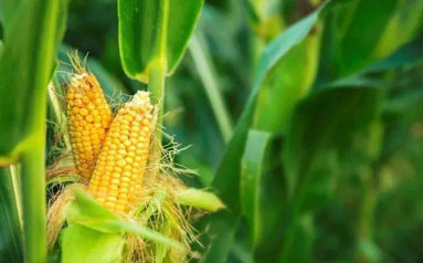 【粮食大事】持续增强我国玉米全球供应链