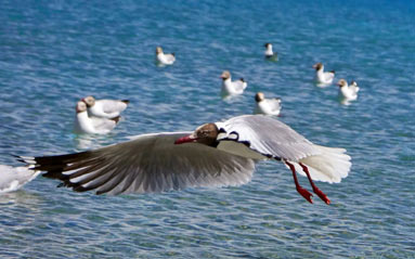 青藏高原鸟类生态系统遭受气候变暖威胁