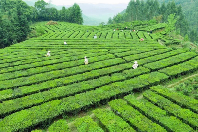 区域公用品牌价值提升 助推六堡茶产业高质量发展