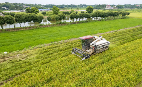 夏管關(guān)鍵期　農(nóng)田繪“豐”景