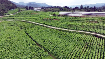 “東桑西移”助推貴州鳳岡鄉(xiāng)村振興