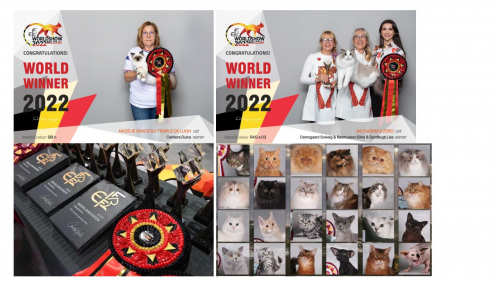 13 2023世界宠物博览会广州展9月9日开幕 宠物产业迎来爱宠风潮3202.png