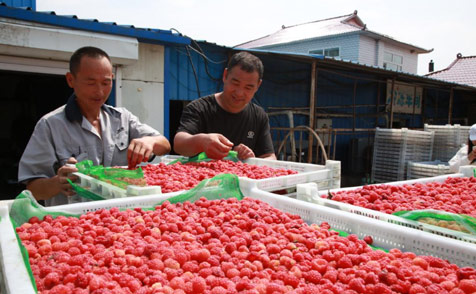 黑龙江林口：发展特色农业 激发乡村振兴活力