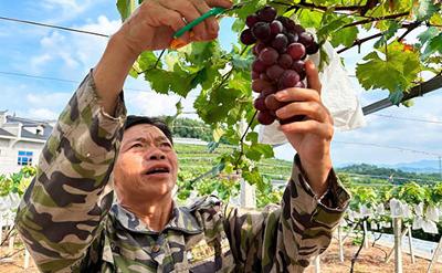 乡村振兴丨湖南冷水江小水果产业发展观察