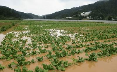 農(nóng)業(yè)農(nóng)村部緊急部署蔬菜抗?jié)硿p災(zāi)和秋冬生產(chǎn)