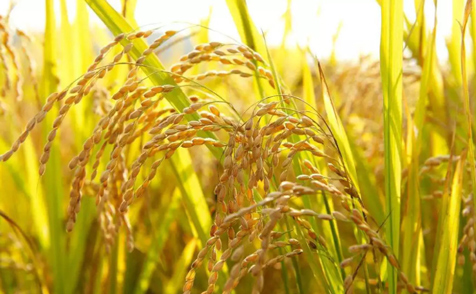 五常大米产区加快恢复农业生产