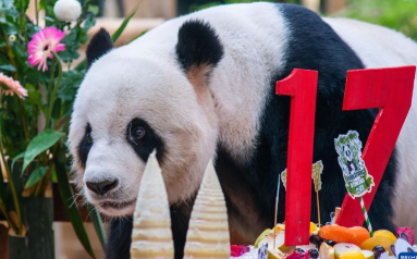 旅马来西亚一对大熊猫“兴兴”“靓靓”喜迎17岁生日