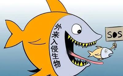外來物種入侵造成全球年經(jīng)濟損失超4230億美元