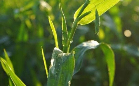 蜂巢能源自主研發(fā)的一種電池正極材料獲安徽省專利金獎(jiǎng)