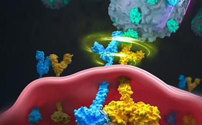 《自然》发表免疫学重要研究成果 揭开免疫T细胞“超强”监视能力奥秘