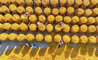 全国秋粮收获已经过三成 新疆伊犁刷新全国玉米高产三项纪录