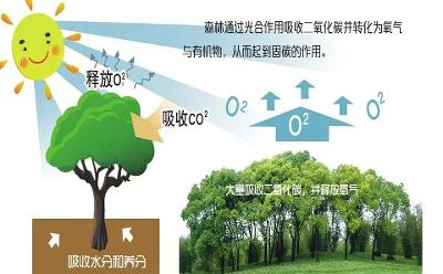 国家林草局：探索实施林业碳票制度，制定林业碳汇管理办法