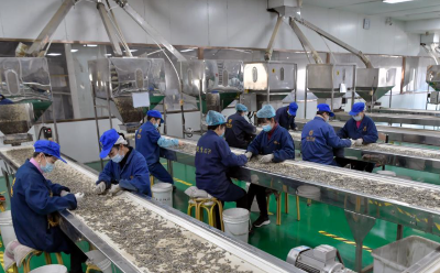 新时代中国调研行·黄河篇丨内蒙古河套地区：小瓜子成为大产业