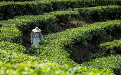 喜茶聯(lián)合深圳市標準院發(fā)起真茶應用研究 推動行業(yè)茶葉原料品質(zhì)升級