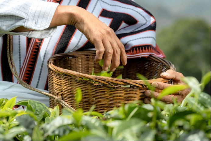 8 喜茶聯(lián)合深圳市標準院發(fā)起真茶應(yīng)用研究 推動行業(yè)茶葉原料品質(zhì)升級925.png