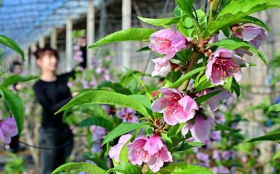 河北樂亭：冬季里來桃花開