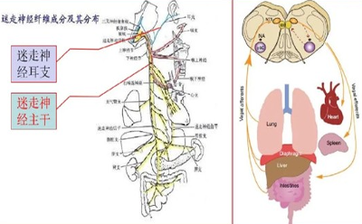 董月青主任成功開(kāi)展迷走神經(jīng)刺激聯(lián)合康復(fù)改善腦卒中患者運(yùn)動(dòng)功能