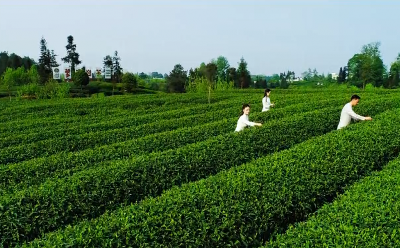 藏云茶马：续写震荡千年的藏茶传奇