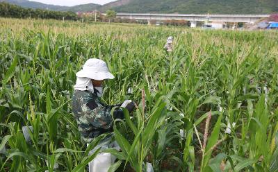 新春走基层 奔涌科技潮丨他们，将在南繁育种田里过春节