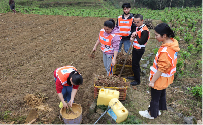 廣西鳳山——薪火傳承 公路青年助力鄉(xiāng)村振興春耕播種