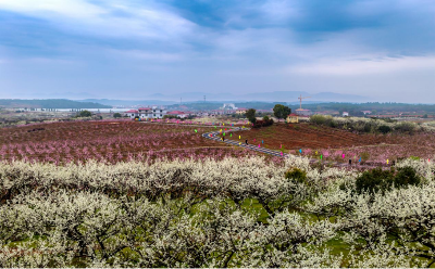 江西永修：第十八屆鳳凰山桃花節(jié)3月20日開(kāi)幕