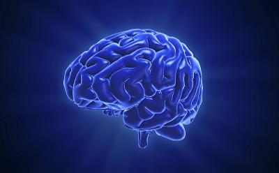 大脑神经细胞中发现长寿RNA