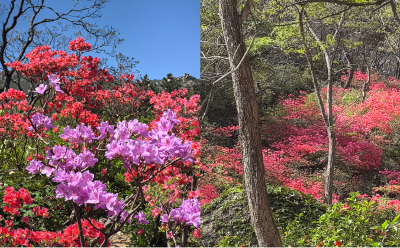 长青中国为万亩丛林锦上添花