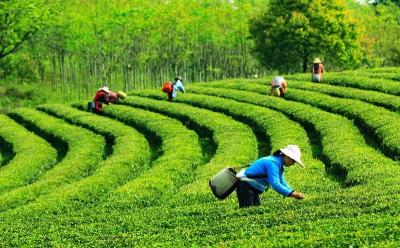 平昌创新“三个管茶机制”巩固提升产业基地质效