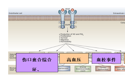 貝伐珠單抗的不良反應(yīng)管理