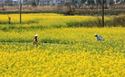 广西春收粮食连续5年实现“三增长”