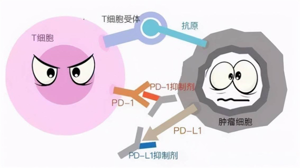 肺癌基因检测的主要技术和应用